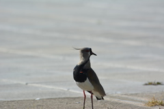 Vanellus chilensis