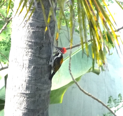 Black-rumped Flameback (Dinopium benghalense), photo 7