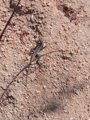 Sceloporus siniferus