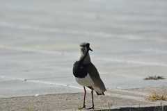 Vanellus chilensis