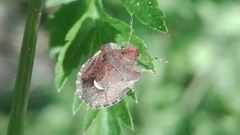 Dyroderes umbraculatus