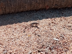 Sceloporus siniferus