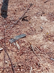 Sceloporus siniferus