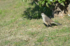 Mimus saturninus