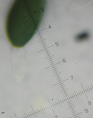 Podospora excentrica