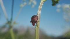 Dyroderes umbraculatus