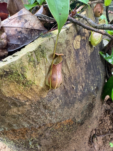 Sri Lankan pitcher plant