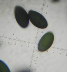 Podospora excentrica