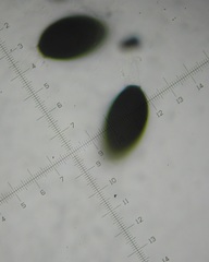 Podospora excentrica