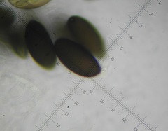 Podospora excentrica