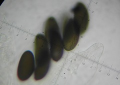 Podospora excentrica