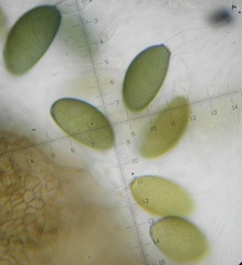 Podospora excentrica