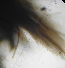 Podospora excentrica