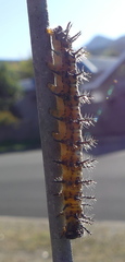 Acraea horta