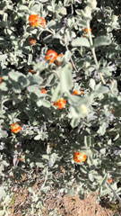 Buddleja marrubiifolia