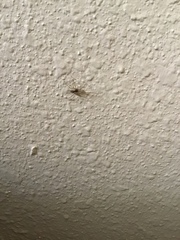 Parasteatoda tepidariorum