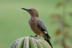 Melanerpes uropygialis
