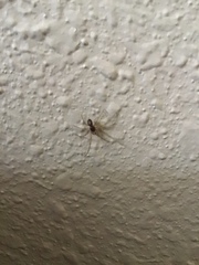 Parasteatoda tepidariorum