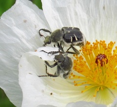 Trichiotinus texanus