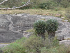 Trithrinax campestris