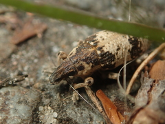Bothynoderes affinis