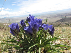 Gentiana decumbens