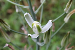 Albuca fastigiata