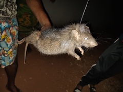 Greater Bandicoot Rat photo 3
