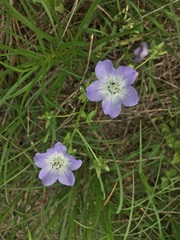 Nemophila phacelioides