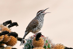 Campylorhynchus brunneicapillus