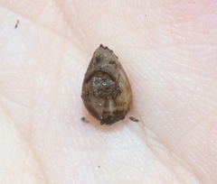 Melampus olivaceus