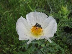 Trichiotinus texanus