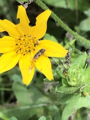 Acmaeodera neglecta neoneglecta