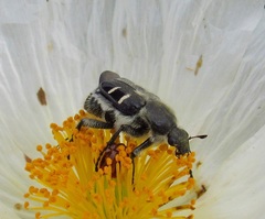 Trichiotinus texanus