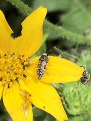Acmaeodera neglecta neoneglecta