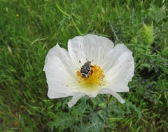 Trichiotinus texanus