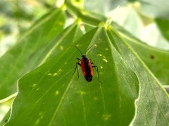 Dionconotus neglectus