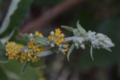 Buddleja stachyoides