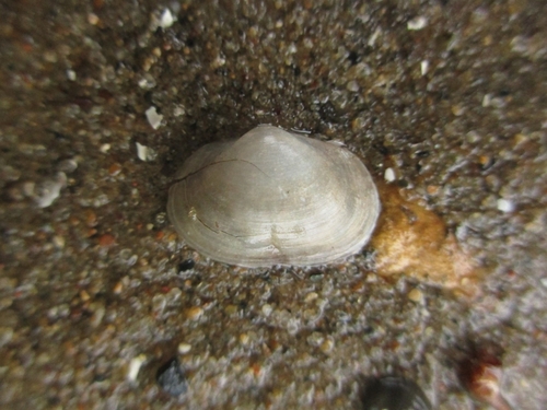 Sphaerium transversum, 2026-05-18