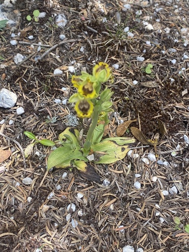 Galilean Yellow Bee-orchid