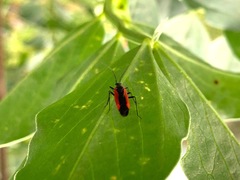 Dionconotus neglectus