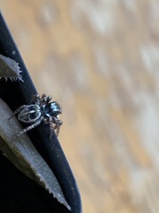 Salticidae