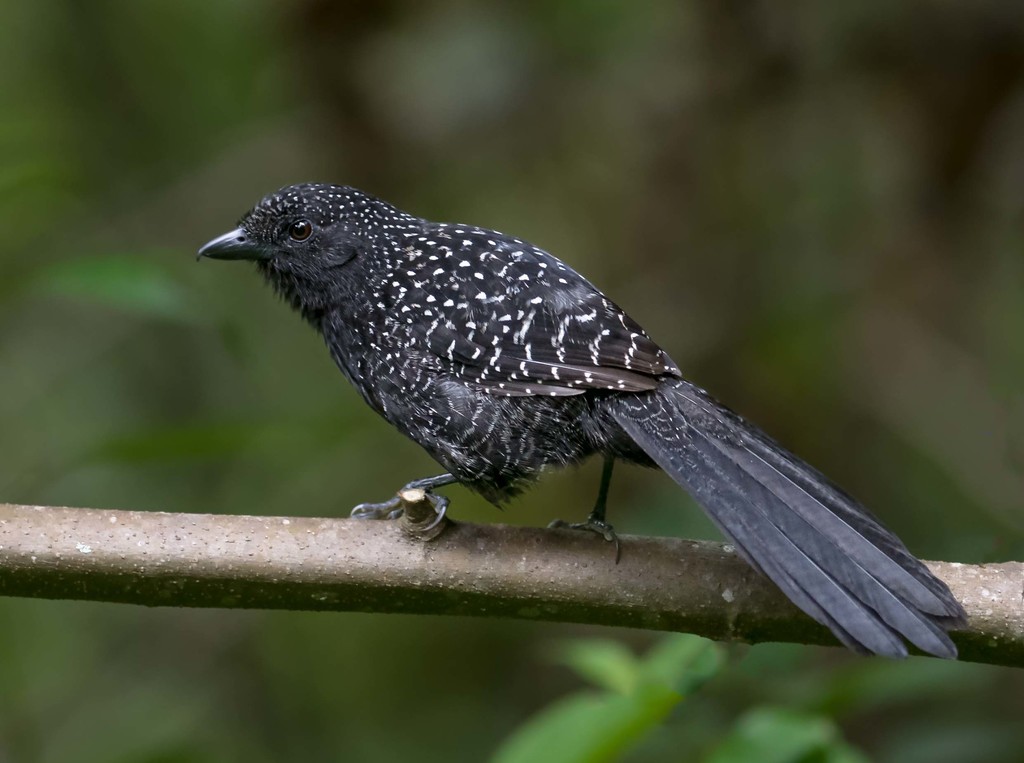 Large-Tailed Antshrike