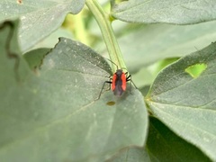 Dionconotus neglectus