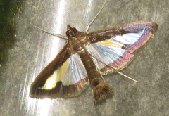 Diaphania elegans