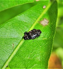 Brachys ovatus
