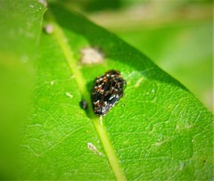 Brachys ovatus
