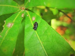 Brachys ovatus