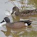 Blue-winged Teal - Photo (c) gregslak, some rights reserved (CC BY-NC), uploaded by gregslak