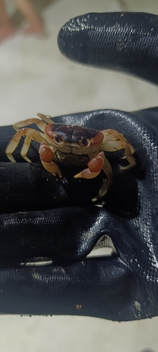 Blackback Land Crab
